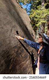 A Woman Counting The Rings Of A Giant Sequoia To Determine The Age Of A Tree