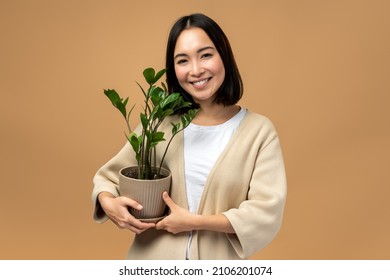 Woman in cozy outfit holding plant on beige background. Happy asian girl posing with flower on isolated backdrop 
