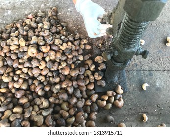 Woman Cracking Cashew Nut In Local Factory