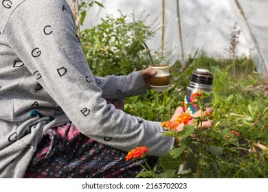 Woman Crouched Inside A Greenhouse Drinking Mate. Infusion. Dressed In A Colorful Coat. Autumn Winter. Urban Greenhouse Concept, Sustainable, Healthy And Organic Food.