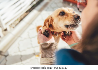 Woman Cuddling Her Small Yellow Dog Outdoor