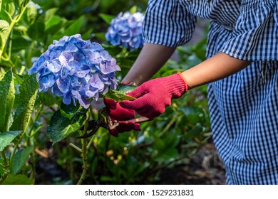 Woman Cut A Bouquet Of Hydrangea Flowers With Pruning Scissors In Greenhouse
