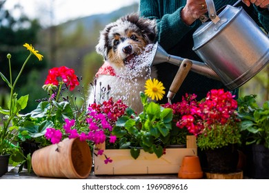 A Woman And A Cute Australian Shepherd Puppy  Watering Flowers In The Garden.