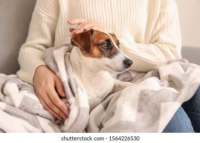 Woman with cute Jack Russell Terrier sitting on sofa at home, closeup - Shutterstock ID 1564226530