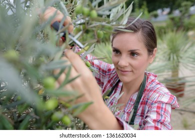 Woman Cuts A Branch Of Cherry Tree With Pruning Scissors