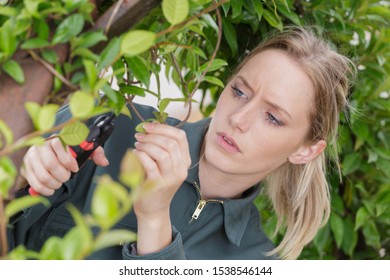 Woman Cuts A Branch Of Cherry Tree With Pruning Scissors