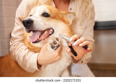 woman cuts dog's claws, brown corgi, cute. Pet care, love. Scissors, clipper, trim. - Shutterstock ID 2202171331