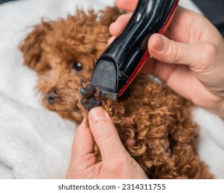 A woman cuts the hair on the paws of a brown mini toy poodle with a trimmer.  - Shutterstock ID 2314311755