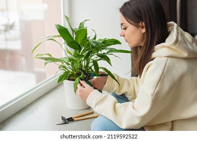 A woman cuts off the withered yellow leaves of a spathiphyllum. Houseplant care concept. Hobby. Indoor flower in a white pot. Soft selective focus.
