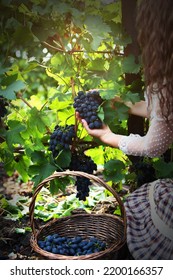 A woman cuts a ripe bunch of dark grapes. Basket with grapes. An unrecognizable person. Autumn harvest. The season of agricultural work. Vertical photo. - Shutterstock ID 2200166357