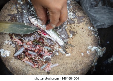 Fish Parasites >> Fotos Imagenes Y Otros Productos Fotograficos De Stock Fish Parasites >> Fotos Imagenes Y Otros Productos Fotograficos De Stock