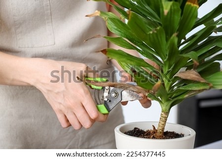 Woman cutting dry leaf of wilted houseplant at home, closeup