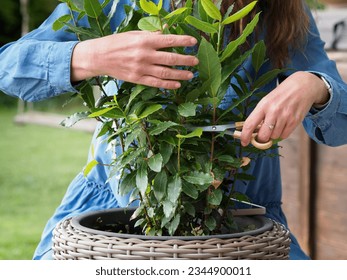 Woman cutting fresh bay leaves in the pot. Close up. - Shutterstock ID 2344900011