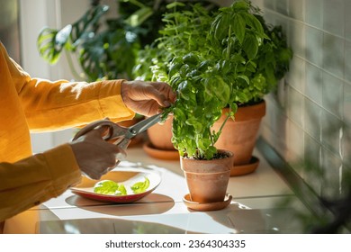 Woman cutting fresh leaves of home grown basil greens for cooking with scissors closeup. Harvest of aromatic herbs in terracotta pot in kitchen. Indoor herb gardening, healthy greenery food concept. - Powered by Shutterstock