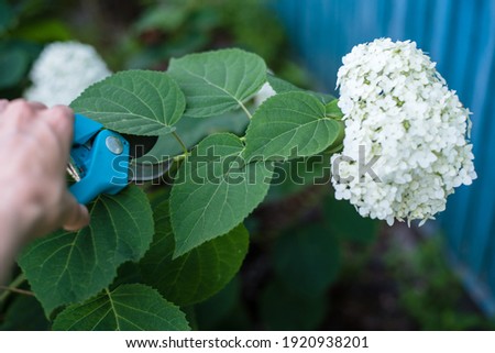 a woman is cutting a hydrangea with a garden pruner. Close-up