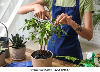 Woman cutting leaf of ficus tree at home