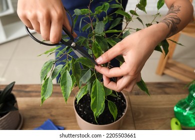 Woman Cutting Leaf Of Ficus Tree At Home, Closeup