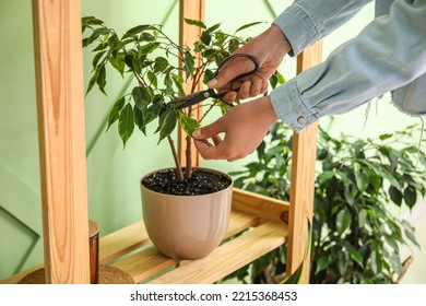 Woman Cutting Leaves Of Ficus Tree On Shelf Near Green Wall, Closeup