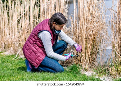 Woman Cutting Ornamental Grass In The Garden - Trimming Miscanthus In The Spring - Garden Cleaning