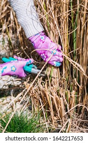 Woman Cutting Ornamental Grass In The Garden - Trimming Miscanthus In The Spring - Garden Cleaning