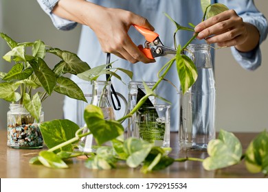 Woman Cutting Pathos Plants For Water Propagation. Water Propagation For Indoor Plants.