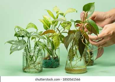 Philodendron Micans Cutting