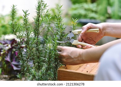 Woman cutting rosemary herb branches by scissors, Hand picking aromatic spice from vegetable home garden. - Powered by Shutterstock