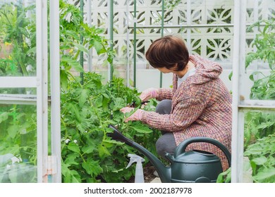 A Woman cutting tomato plants in the greenhouse. Food growing and gardening activity. Eco friendly, take care of vegetables in the glasshouse. Grow food in the kitchen garden. Selective focus. - Powered by Shutterstock