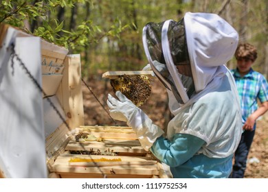 Top Bar Bee Hive Images Stock Photos Vectors Shutterstock