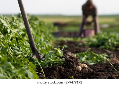 woman digging up potatoes on a garden, spade in focus