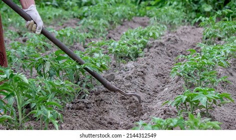 woman digs garden beds. Weeding weeds in the garden. Agricultural work. Selective focus
