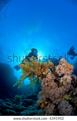 Woman diver over coral