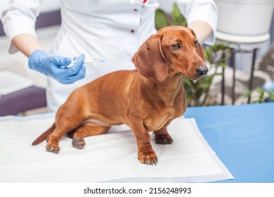 woman doctor vaccinates a dachshund dog in a veterinary clinic. medicine for pets
