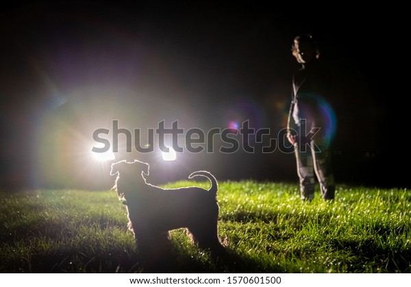 woman and\
dog illuminated by car at night on\
meadow