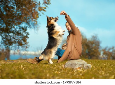 Frau mit Hund auf Gras im Herbstpark, Training Walisischer Corgi Hund im Freien. Haustier, das auf Hinterpasten steht und Essen fragt. Freundschaftshund und Mensch, Hundeausbildung