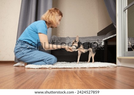 Woman and dog playing indoors, happy pet owner, indoor activity, playful pet 