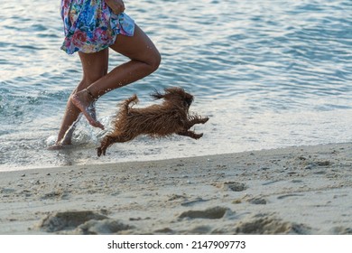 Woman and dog running free on beach on sunset. Happy girl and her pet play out together on island Koh Phangan, Thailand