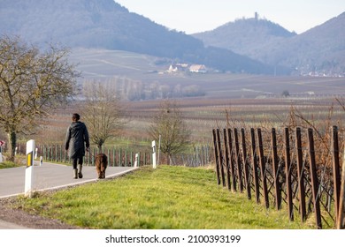 Woman with dog walks on country road through vineyards in the southern Palatinate