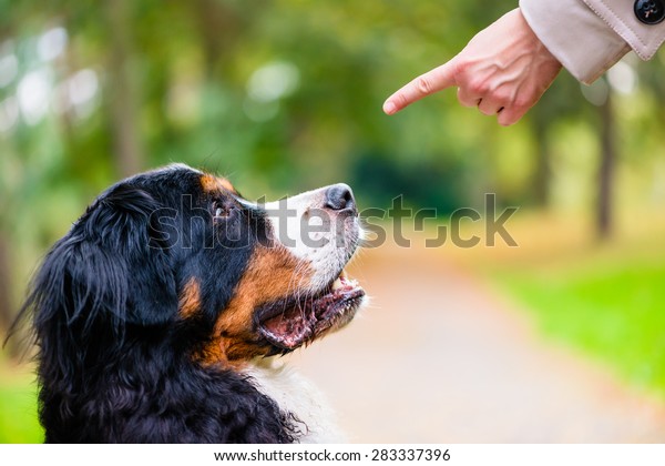 Woman doing obedience training with dog\
practicing sit command