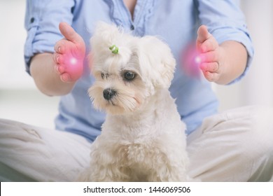 Woman Doing Reiki Therapy For A Dog, A Kind Of Energy Medicine.