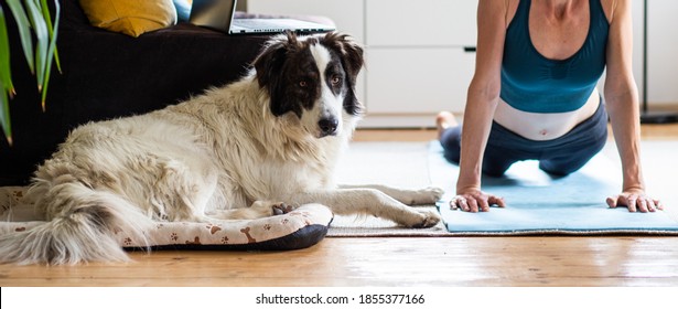 Woman Doing Yoga At Home With Dog And Laptop