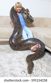 Woman Domesticated Anaconda Stock Photo (Edit Now) 595154258