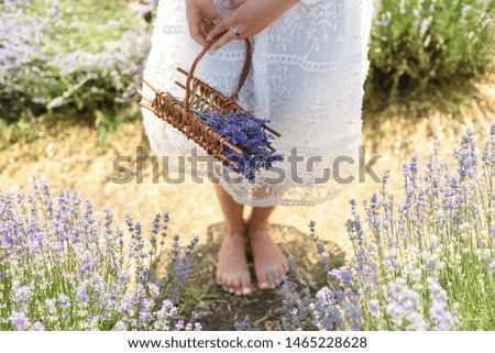 Similar – #A# Lavender morning 1