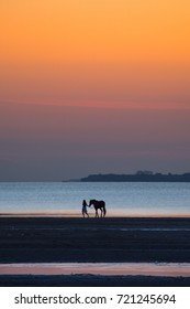 Woman in dress and horse the beach in the eveningt  gradient colors in the sky/ silhouette girl   horse the beach against the sunset background     leading horse leash