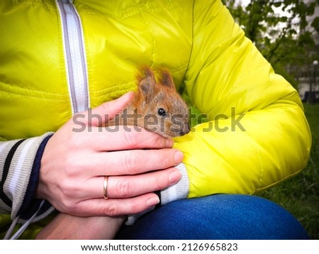 Woman dressed in a yellow jacket holds a tame squirrel in her hands in a spring park. Animal care and pets concept.