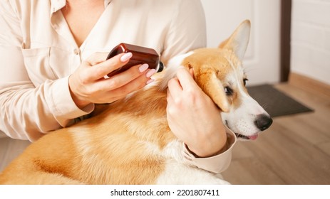 woman drips drops to dog on withers, protection from parasites, fleas and ticks, spring treatment, care for pets, corgis. - Shutterstock ID 2201807411