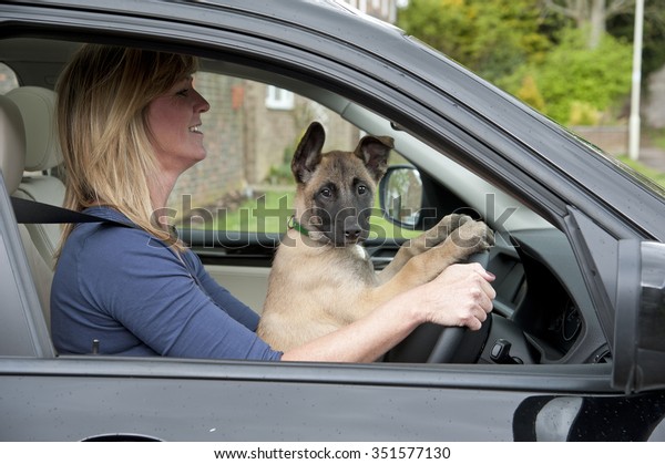 Woman driver with a puppy Belgian Sheperd dog in the\
driver\'s seat too !