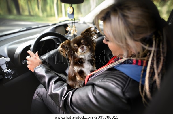 woman\
driver with a small dog in the car by the\
wheel