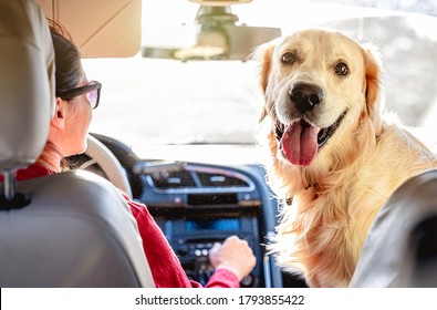 Woman Driving Car With Golden Retriever