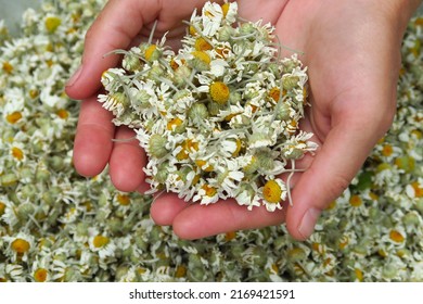 Woman Drying Chamomile Medicinal Plant For Homemade Medicinal Tea